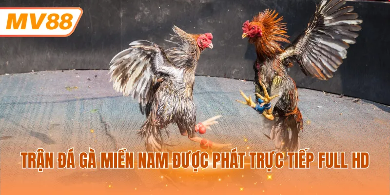 Trận đá gà miền Nam được phát trực tiếp full HD
